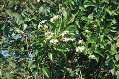 Jasminum azoricum
